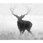 Termalni nastavek GPO Spectra TI35