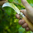 Opinel Serpette N°10 – vrtna srpica za obrezovanje