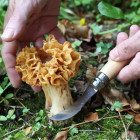 Opinel N°08 Mushroom – gobarski nož s ščetko