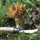 Opinel N°08 Mushroom – gobarski nož s ščetko