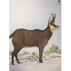 TARČA MK EU mala GAMS