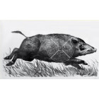 TARČA BEŽEČI MERJASEC D/L00043 DESNA/LEVA