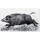 TARČA BEŽEČI MERJASEC D/L00043 DESNA/LEVA