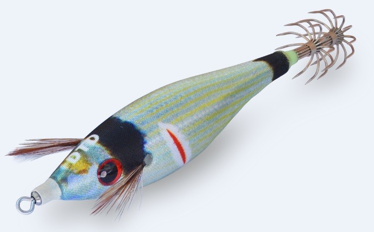 Wounded fish-sarago fasciato